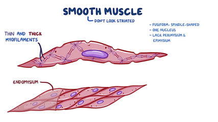 Muscular system anatomy and physiology