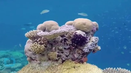 Nurseries Bring Coral Reefs Back to Life