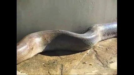 Най - голямата змия в света!