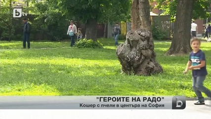 Рояк пчели си направи кошер в градинка в центъра на София