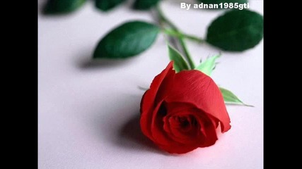 Nihad Alibegovi