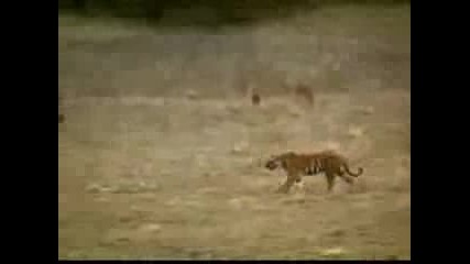 National Geographic - Tiger Vs Lion