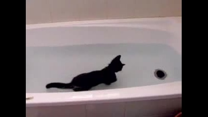 Котка, Която Обича Водата