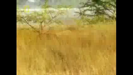 Lioness Attack And Kill A Cheetah, Vs Versus.
