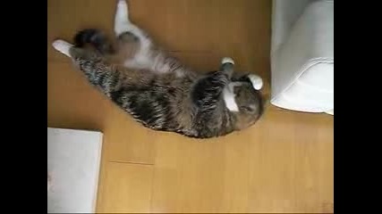 Най - Мързеливата Котка