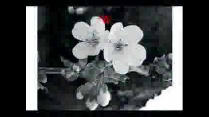 Mensagens De Amor.avi