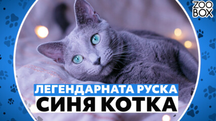 Легендарната руска синя котка: описание на породата