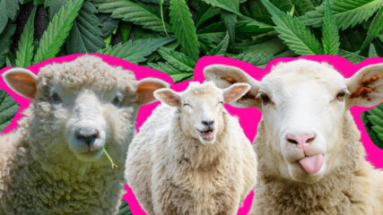 Овце се надрусаха, защото изядоха 100 кг марихуана 😳
