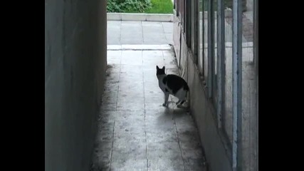 Плъх
