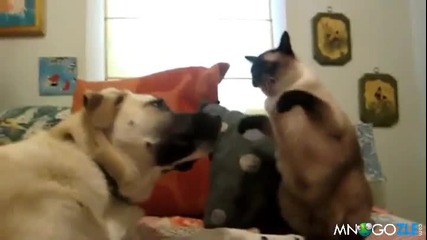 Коте боксьор налага куче
