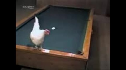 Chicken Playing Pool 