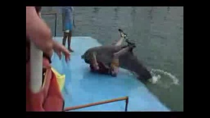 Делфин - Педерас Се Натиска С Мъж