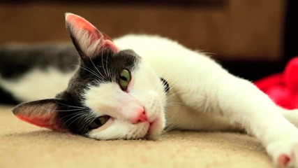 Mean Kitty бокс с опашки !