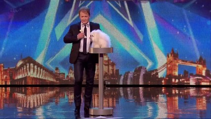 Говорещо куче в Британия търси талант