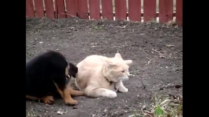 Коте и куче се боричкат