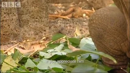 The loneliest animal on the planet - Bbc Animals 