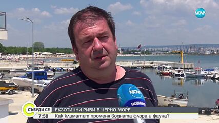 Нови морски видове в Черно море