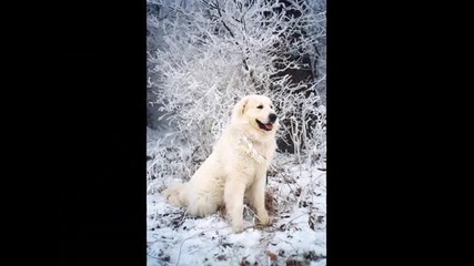 Шаро и първия сняг /детска песен/ 