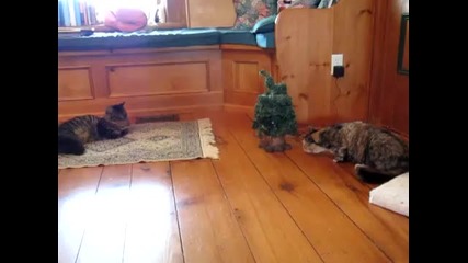 На това се казва бъзлива котка