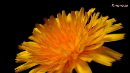 Цъфтеж на цветя и красива природа авторски