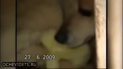 Куче със сърце от злато