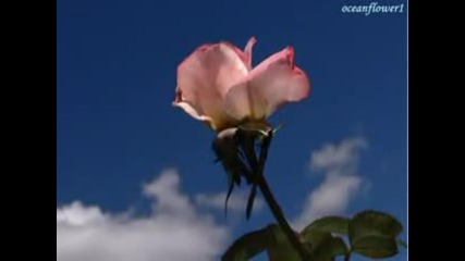 Gheorghe Zamfir - The last rose of summer