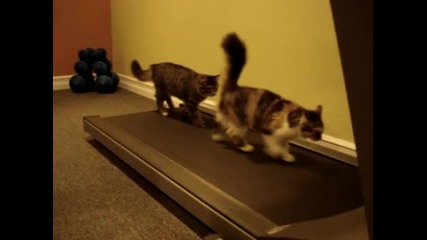 Две котки и Една бягаща пътека 