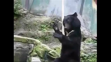 Kung Fu Bear