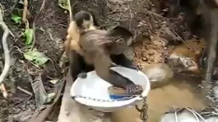 Маймунка мие съдове като човек! - забавно клипче