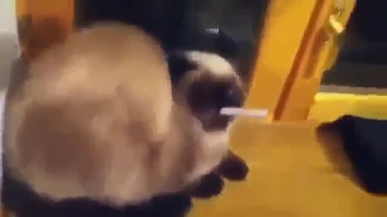 Забавни котки