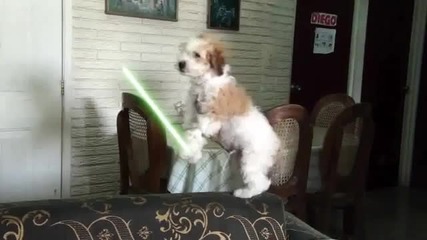 Jedi dogs