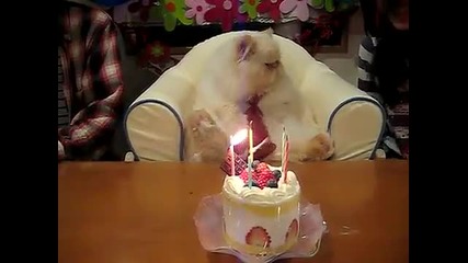 Котката мафиот си празнува рождения ден - смях 