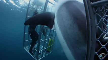 Голямата бяла акула