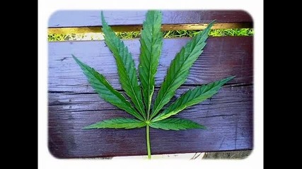 Vavamuffin - Smoking