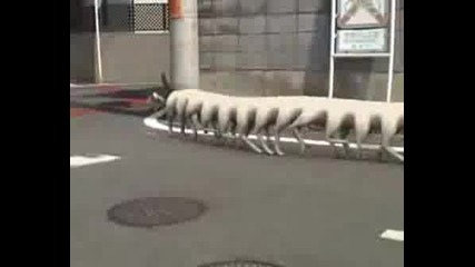 Very Long Dog