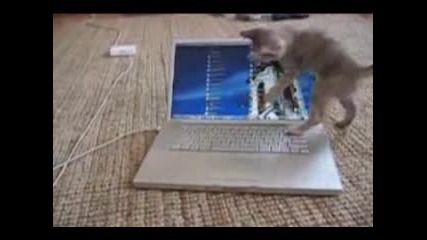 Смешни Котки