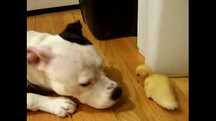 Duck and Dog 