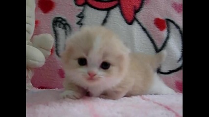 Малко сладко коте =^_^=