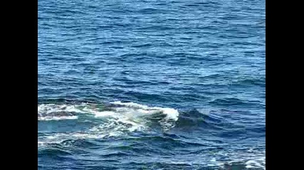 Whalewatching 1