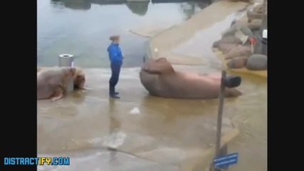 Компилация от удивителни животни!