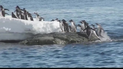 National Geographic Penguins In Antarctica