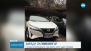 След бурята в Пловдив: Смачкани коли, изкоренени дървета и един пострадал