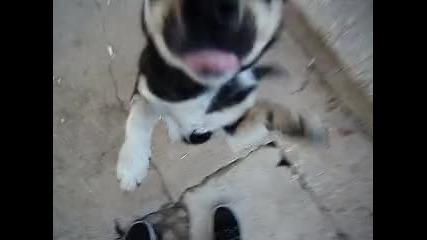 Сладко коте срещу сладко куче! 