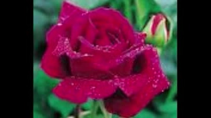Foster and Allen - My lovely Rose Of Clare! 