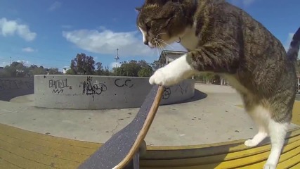 Котка кара скейтборд!