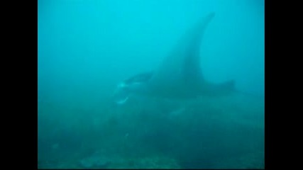 Mantas And Whale Sharks - Tofo Mozambique