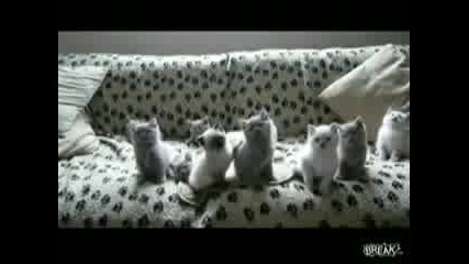Gigging Kitties