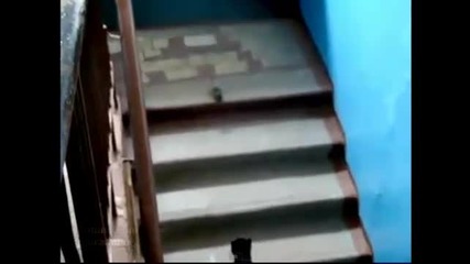Котка бие шамари на мишка - Смях !