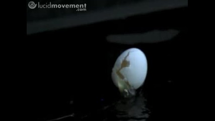Куршум Минава През Яйце (забавен Кадър)