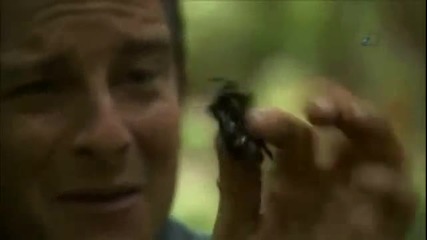 Man vs. Wild- Horned Beetle